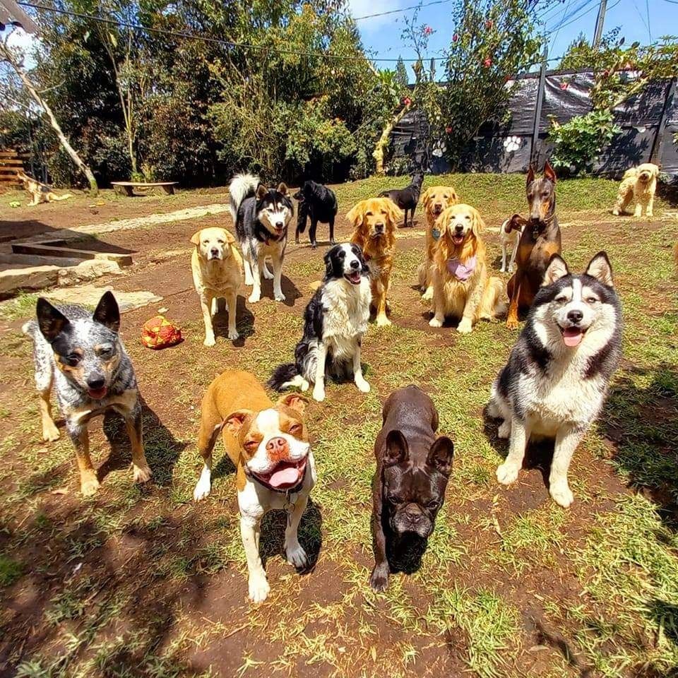 Guardería Canina Corazón Animal